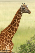 TANZANIA